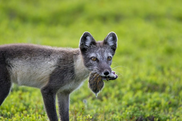 Un renard polaire ayant attrapé un lemming