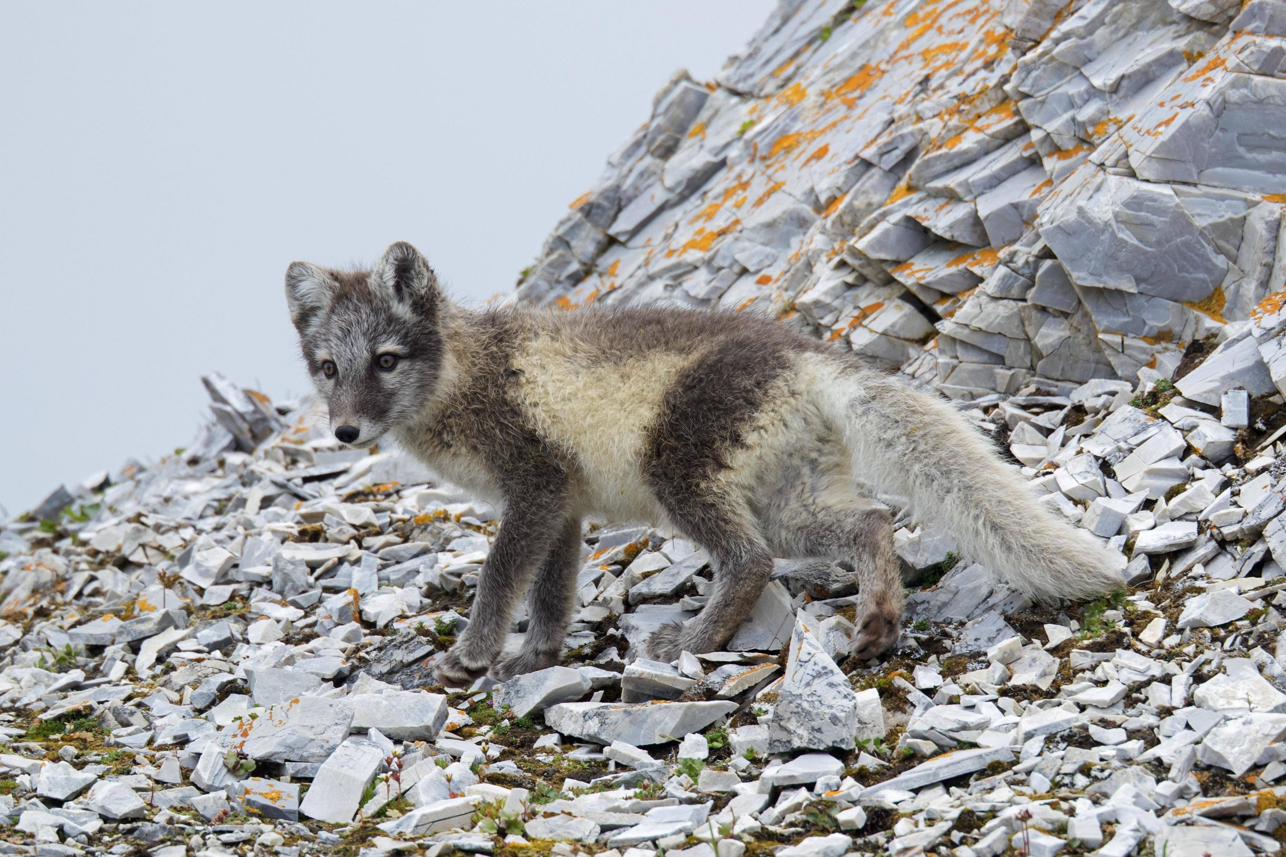 Polarfuchs