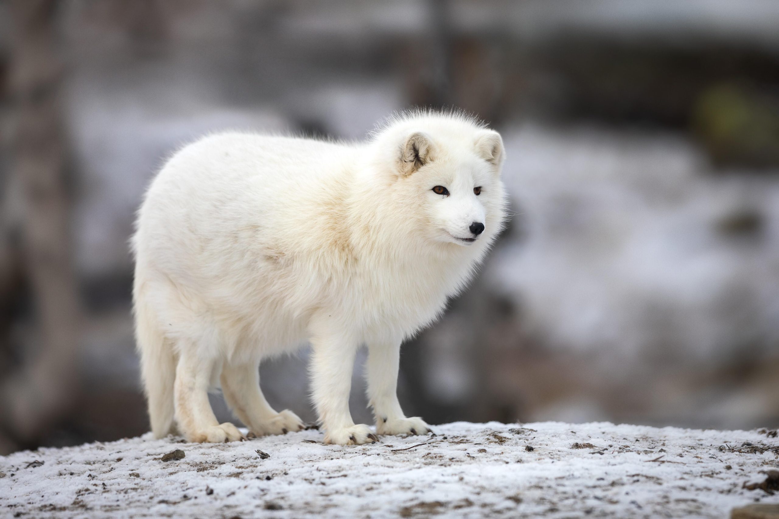 Un renard polaire en fourrure d'hiver