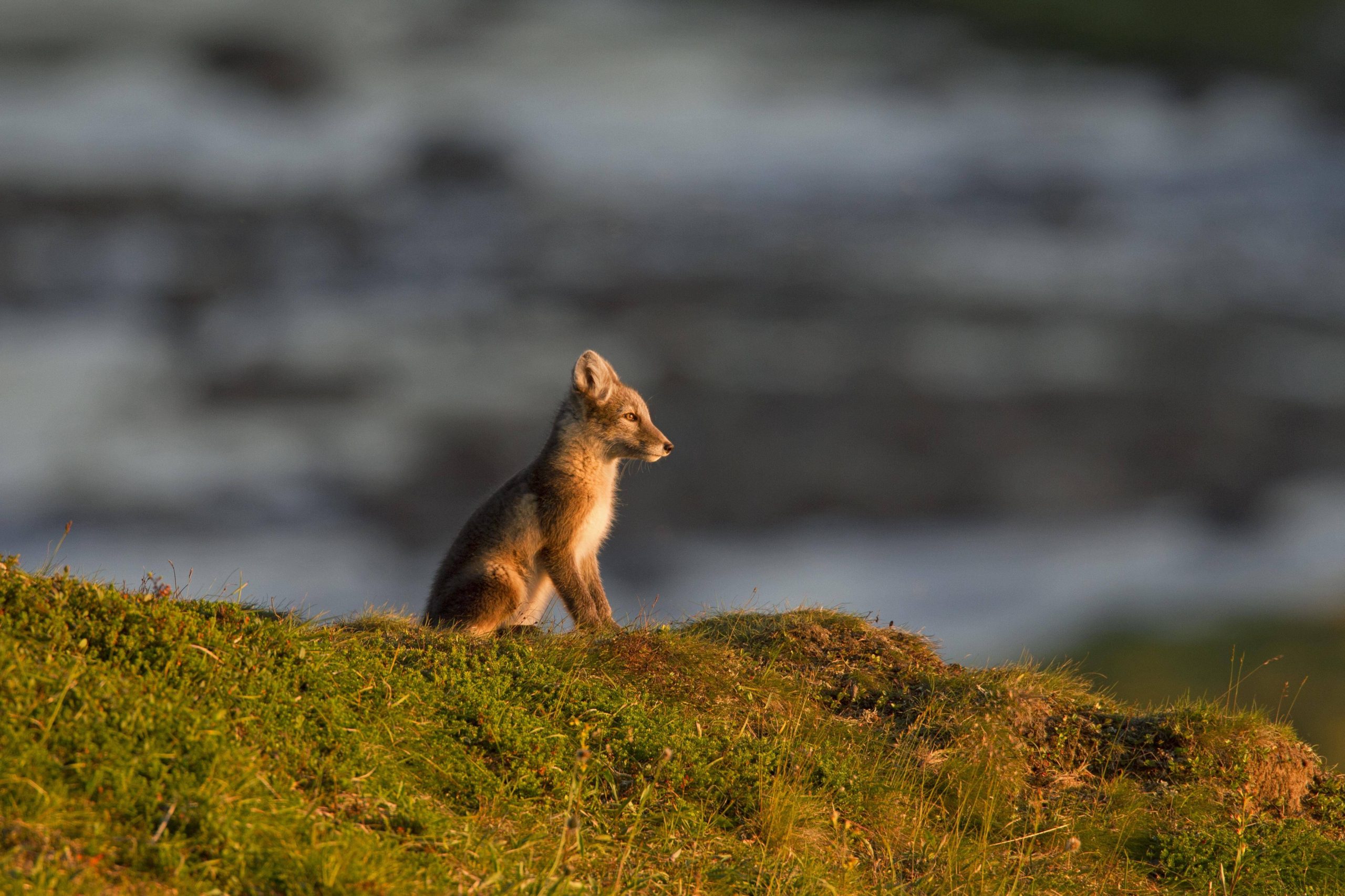 Un jeune renard polaire