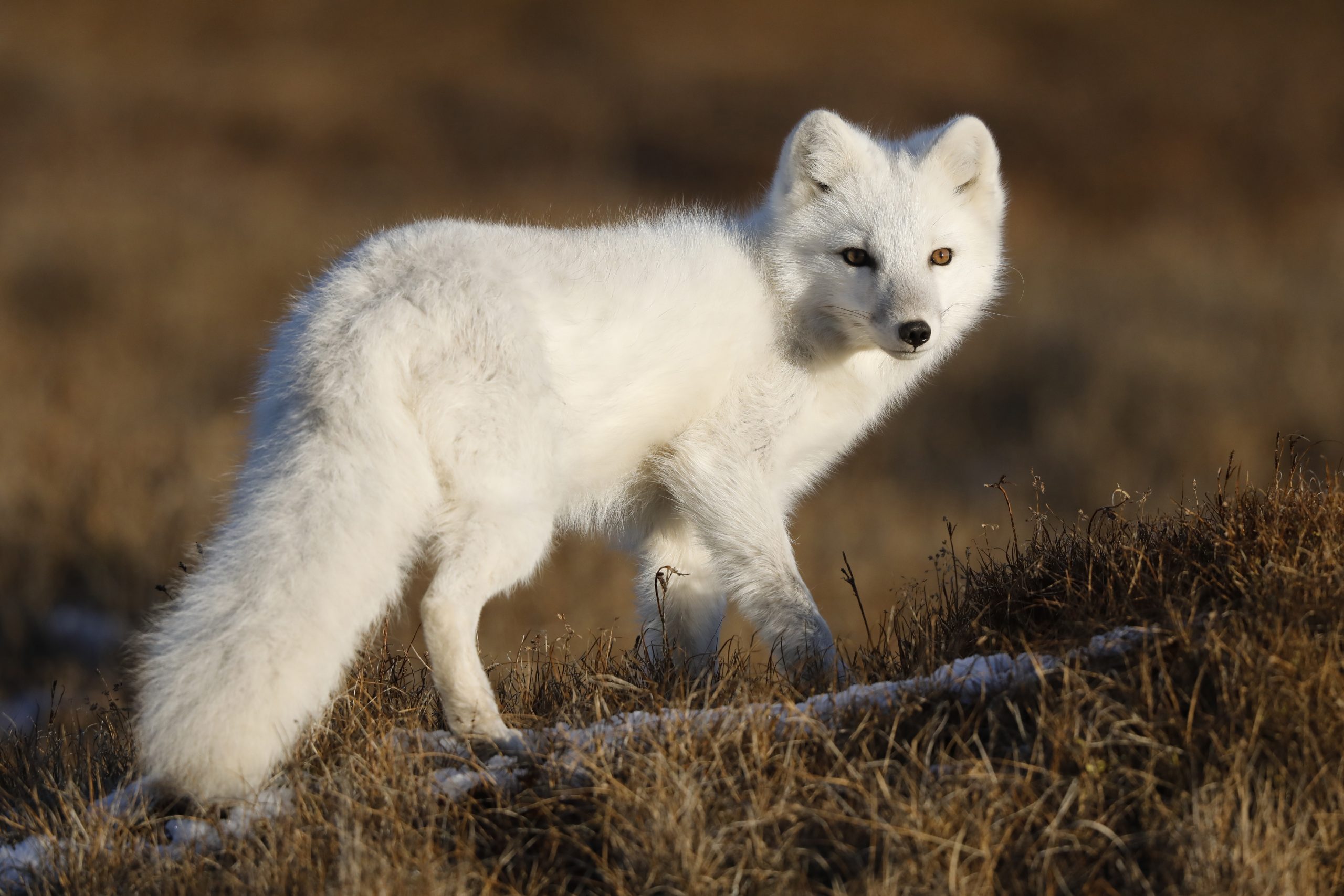 Un renard polaire en fourrure d'hiver