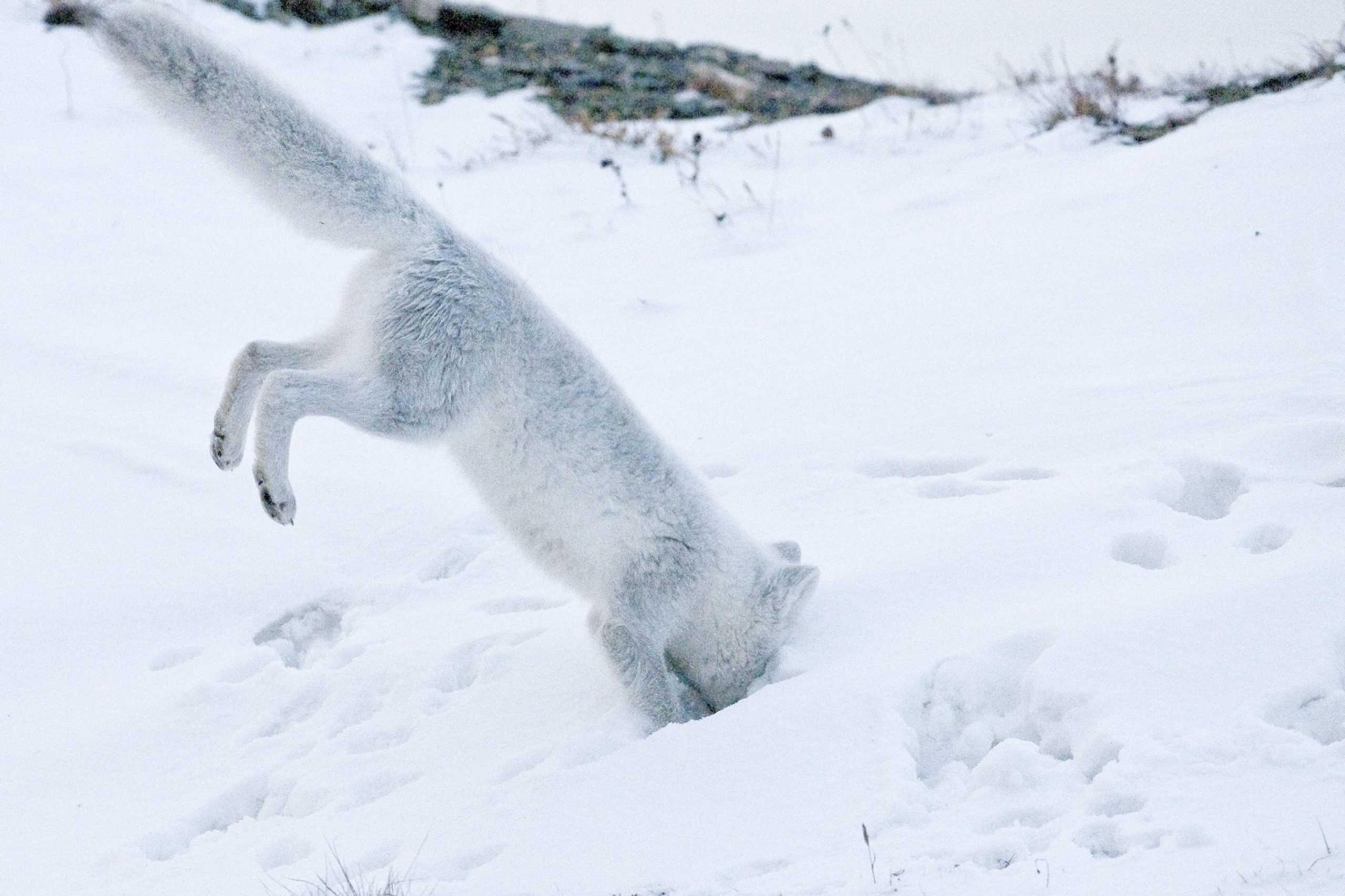 Un renard polaire en train de chasser