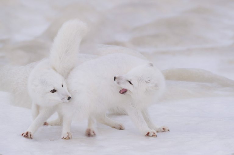 Deux renards polaires