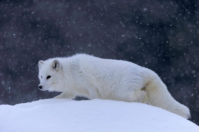 Polarfuchs im Winterfell