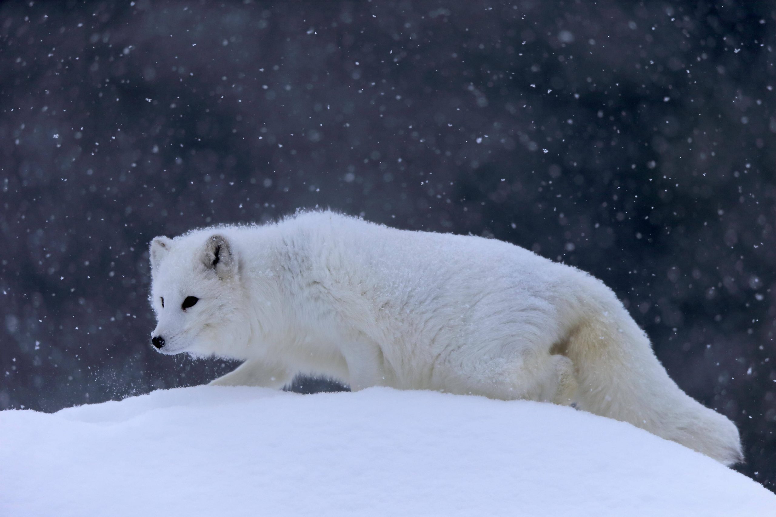 Un renard polaire dans sa fourrure hivernale