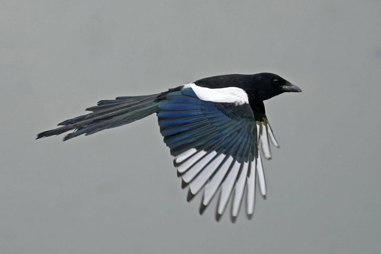 Gazza in volo