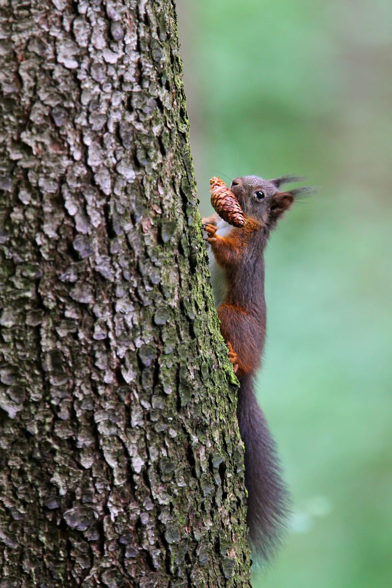 Ein Eichhörnchen klettert am Baumstamm hoch mit einem Tannzapfen im Maul.
