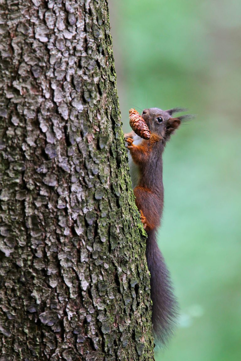 Scoiattolo che si arrampica sull'albero con una pigna in bocca.