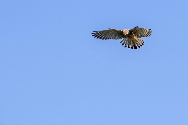 Un faucon crécerelle en plein vol saccadé