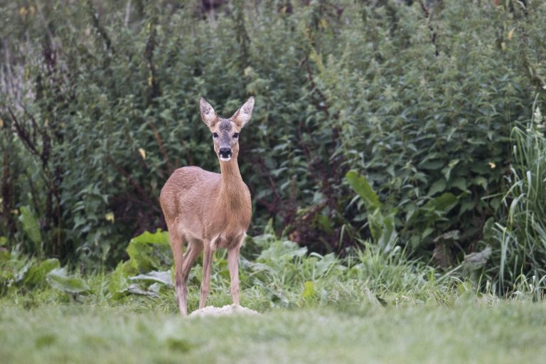 Un capriolo ai margini del bosco