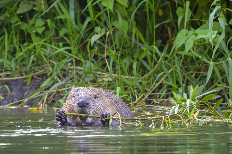 Un castoro in acqua rosicchia un rametto che tiene nelle zampe anteriori