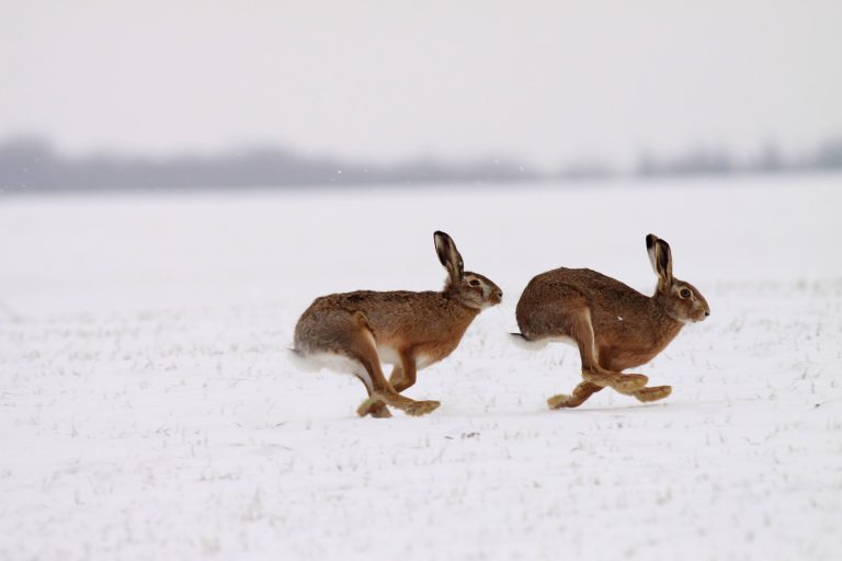 Zwei Feldhasen rennen über ein verschneites Feld.