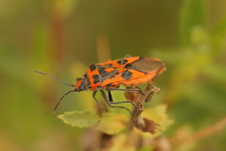 Corizus hyoscyami