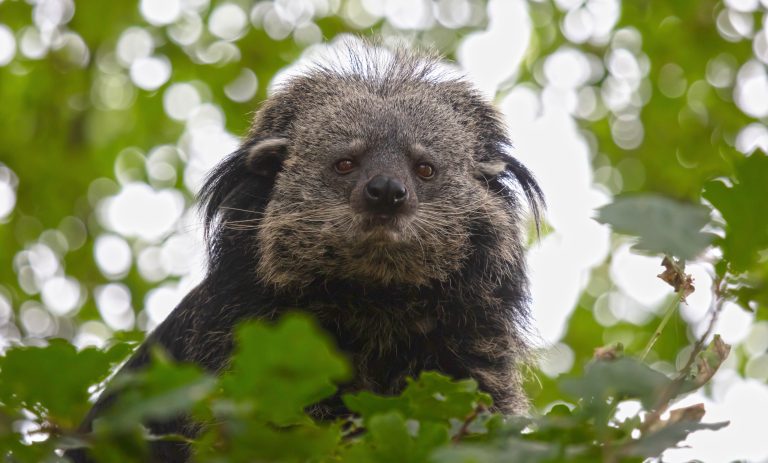 Binturong