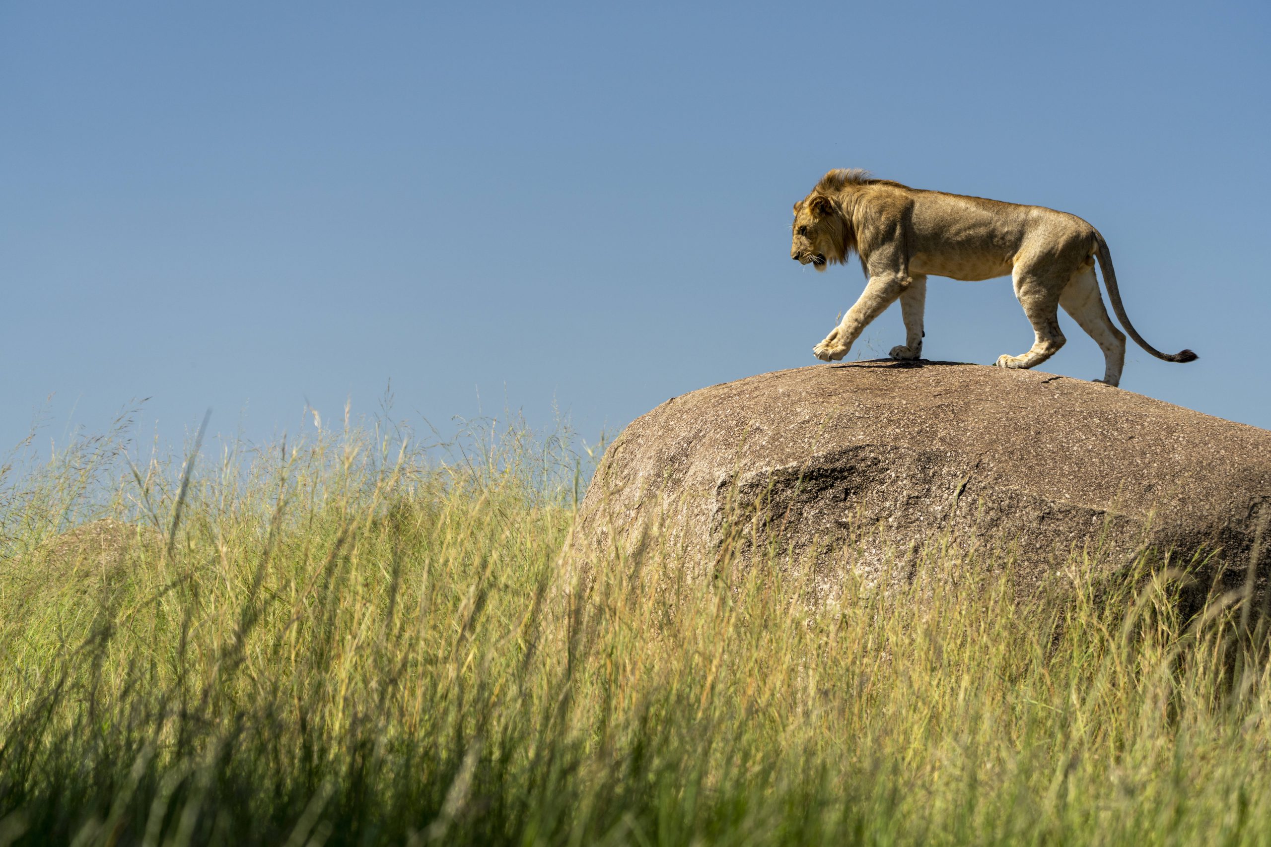 Un lion sur un rocher