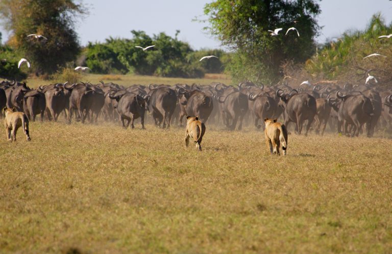 Des lionnes en train de chasser