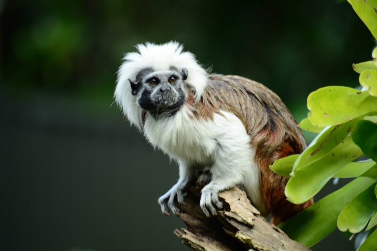 Tamarino edipo