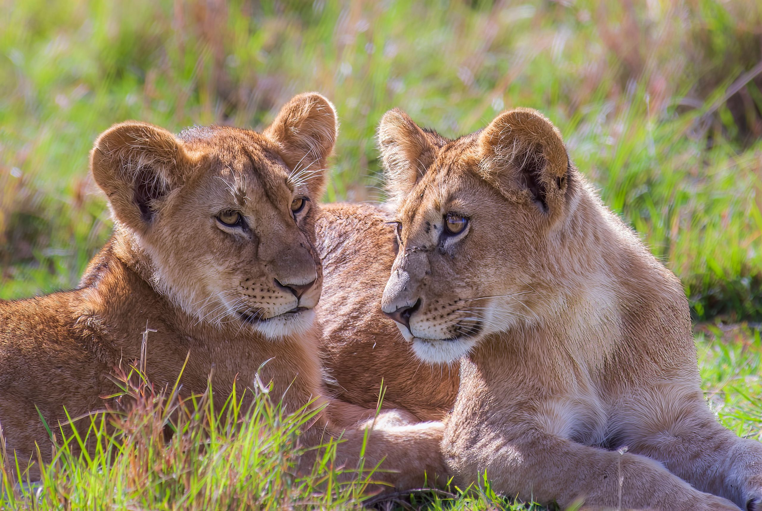 Due giovani leonesse