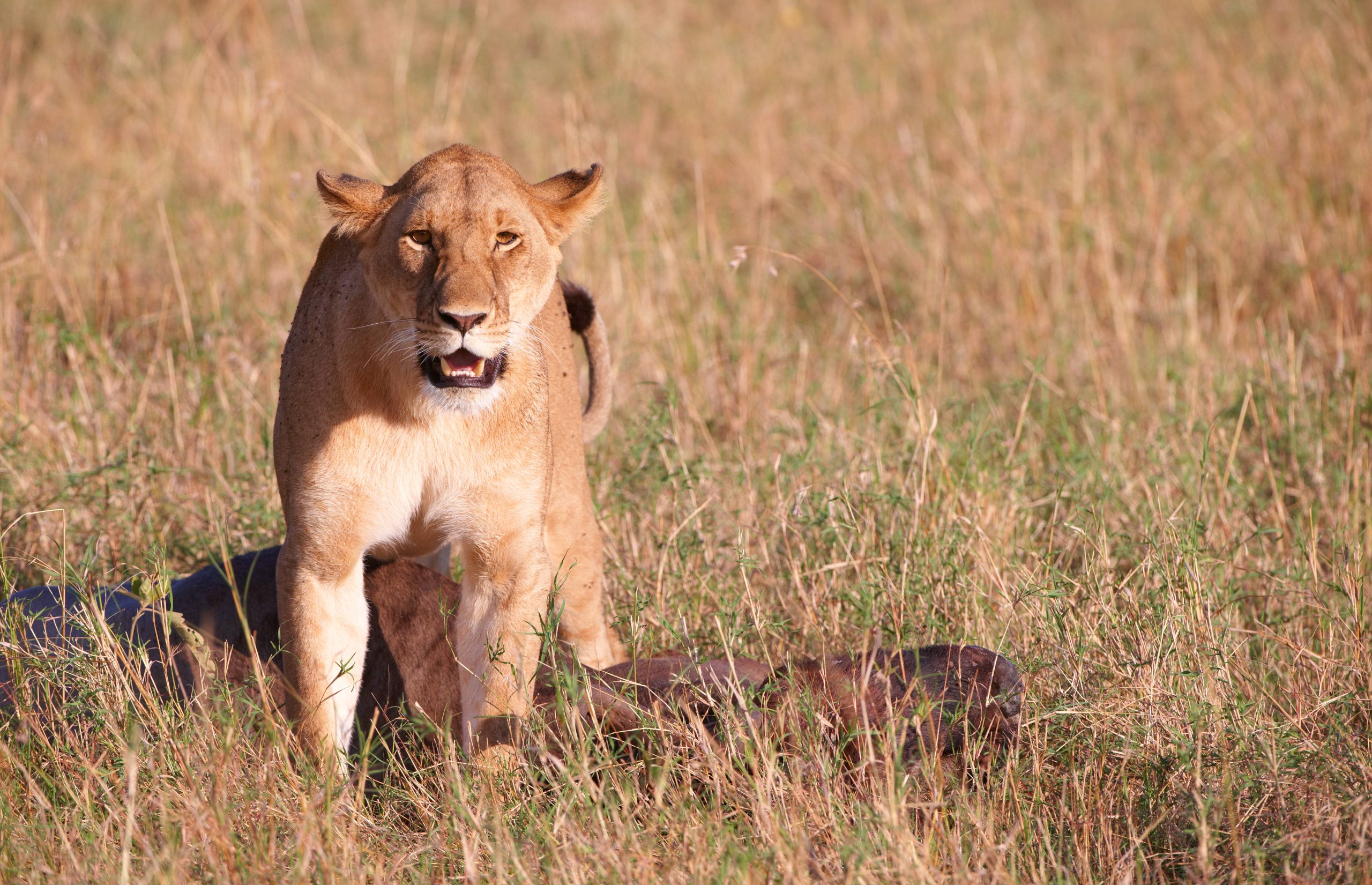 Une lionne avec sa proie