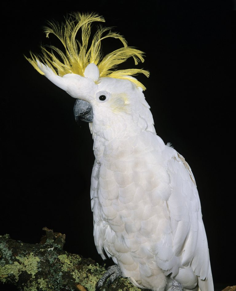 Cacatua crestagialla