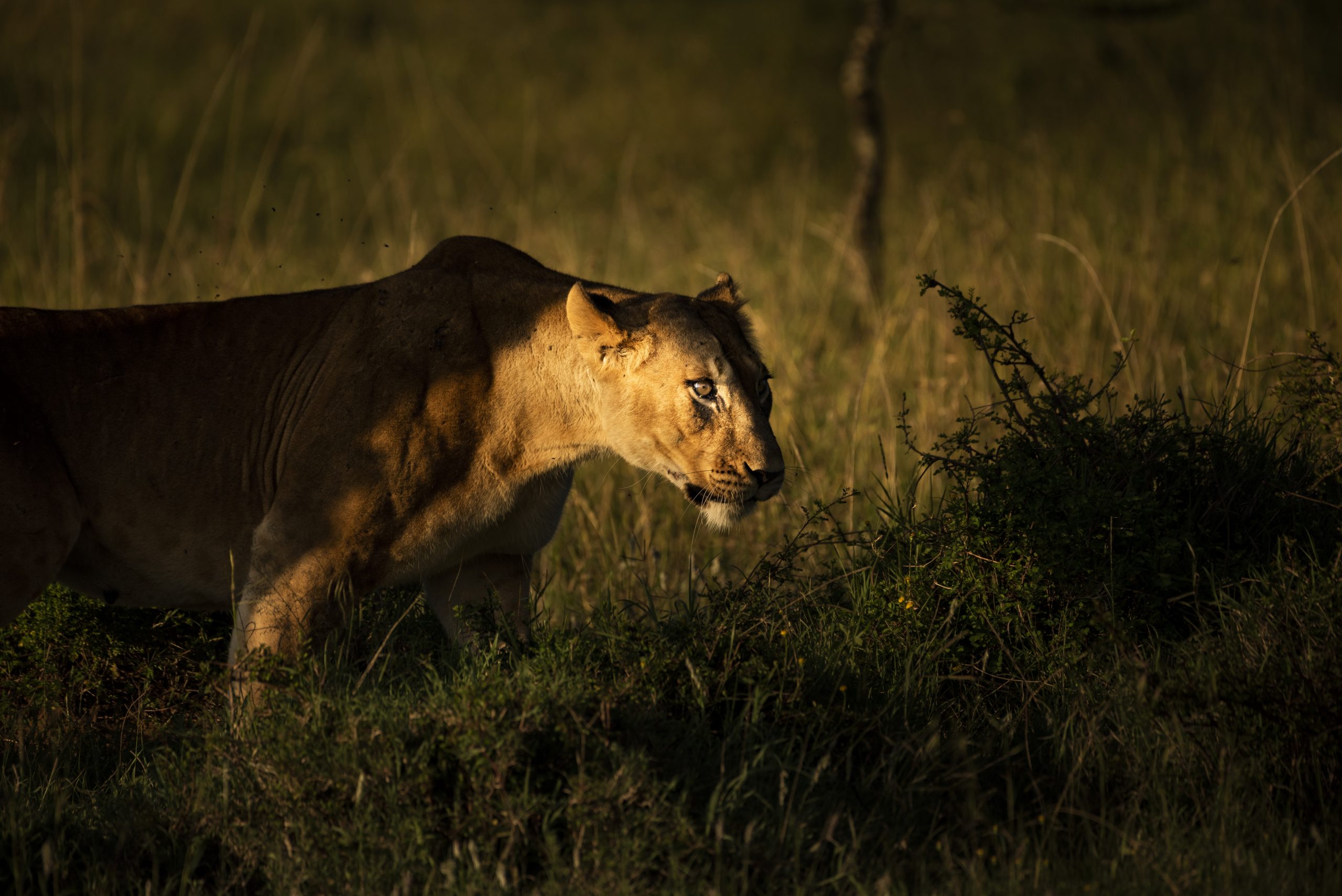 Une lionne en pleine session de chasse