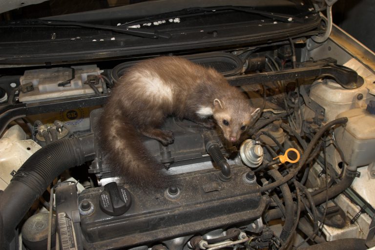 Une fouine dans le moteur d'une voiture