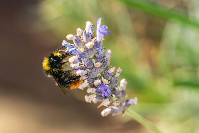 Steinhummel auf Blüte