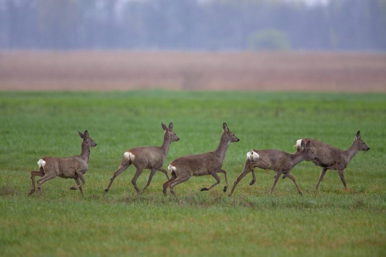 Un troupeau de chevreuils d'Europe