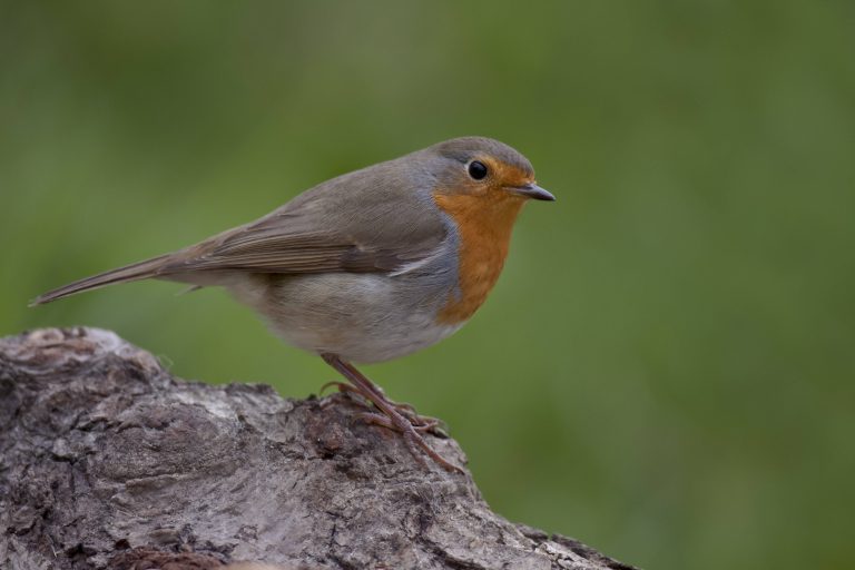 Un rouge-gorge