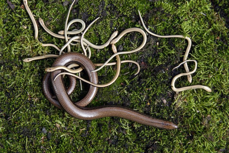 Une mère orvet et ses petits, blancs, sur de la mousse