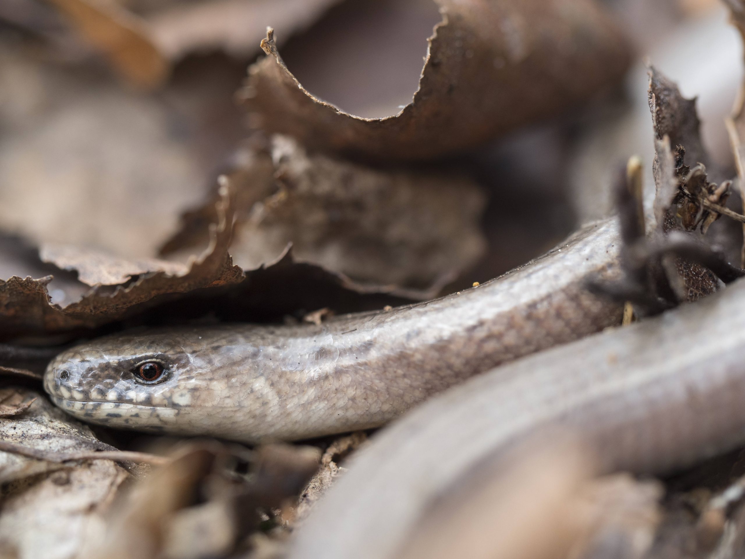 Un orvet se cache sous une feuille morte.