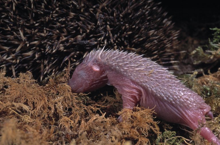 Neugeborener Igel