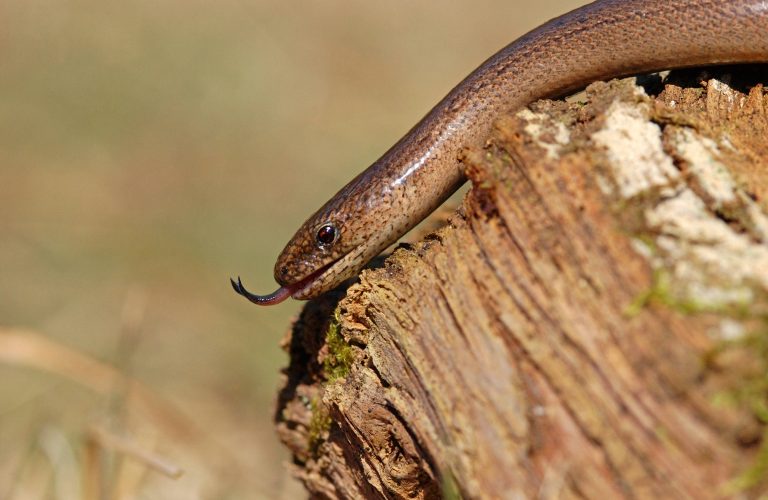 Un orvet tirant la langue sur une souche de bois