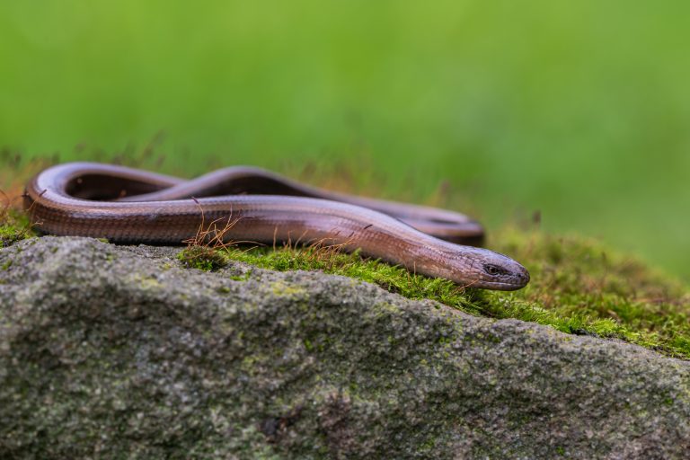 Blindschleiche auf Fels