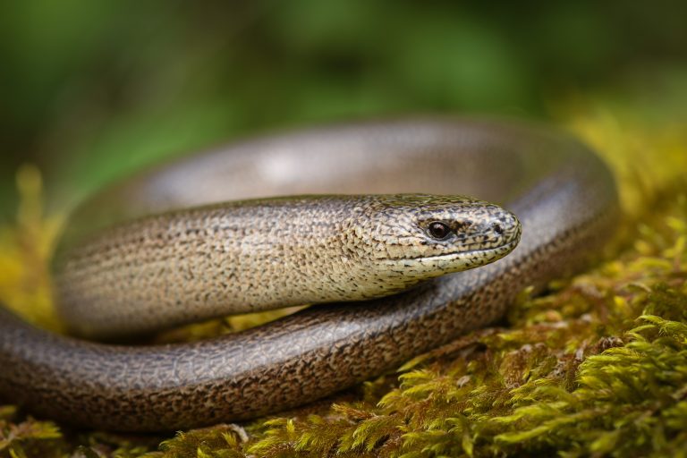 Un orvet sur de la mousse