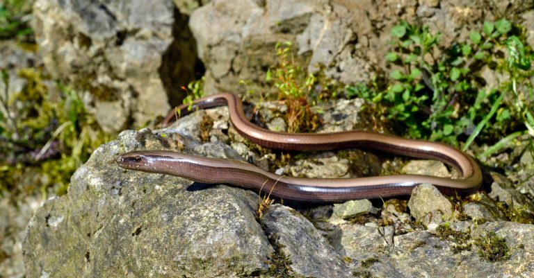 Griechische Blindschleiche auf Fels