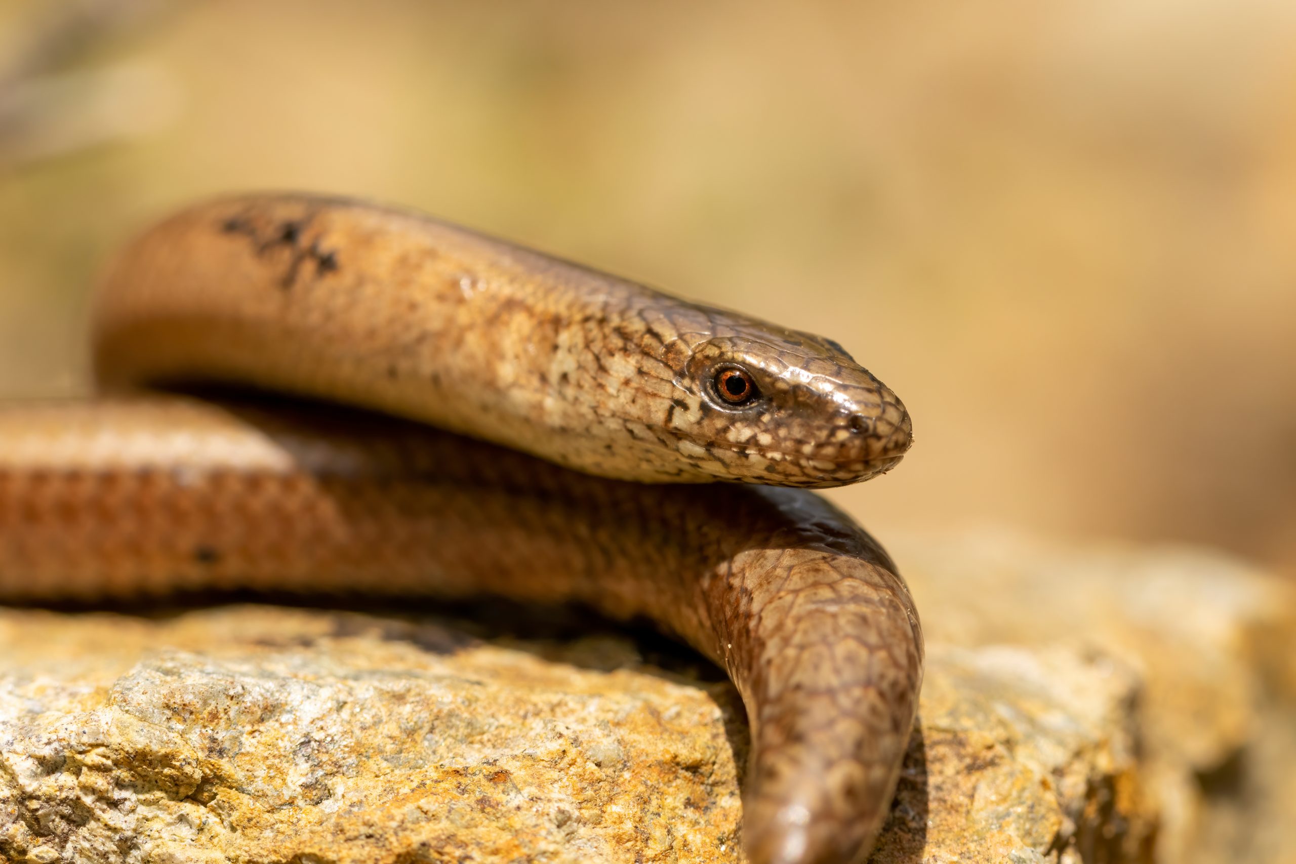 Un orvet (Anguis Colchica) se reposant sur un rocher.