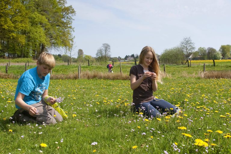 Kinder sammeln Pflanzen