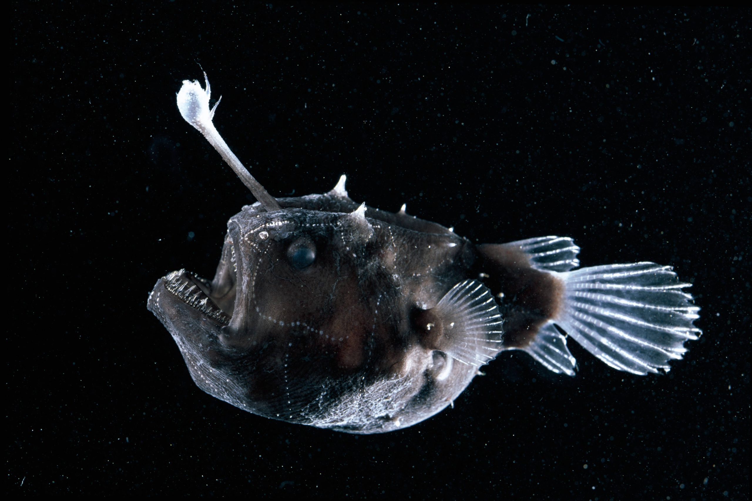 Tiefseeanglerfisch