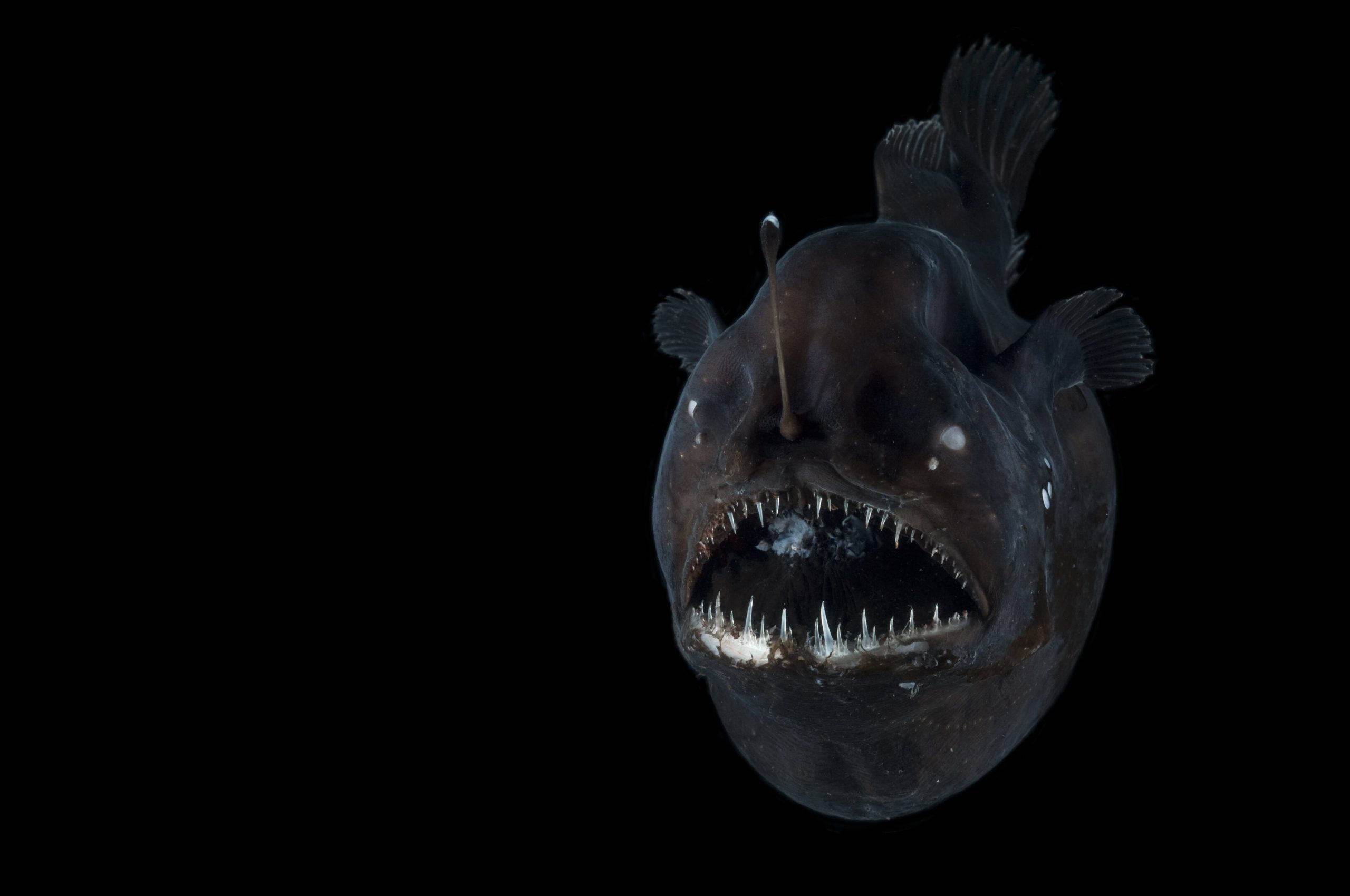 Tiefseeanglerfisch