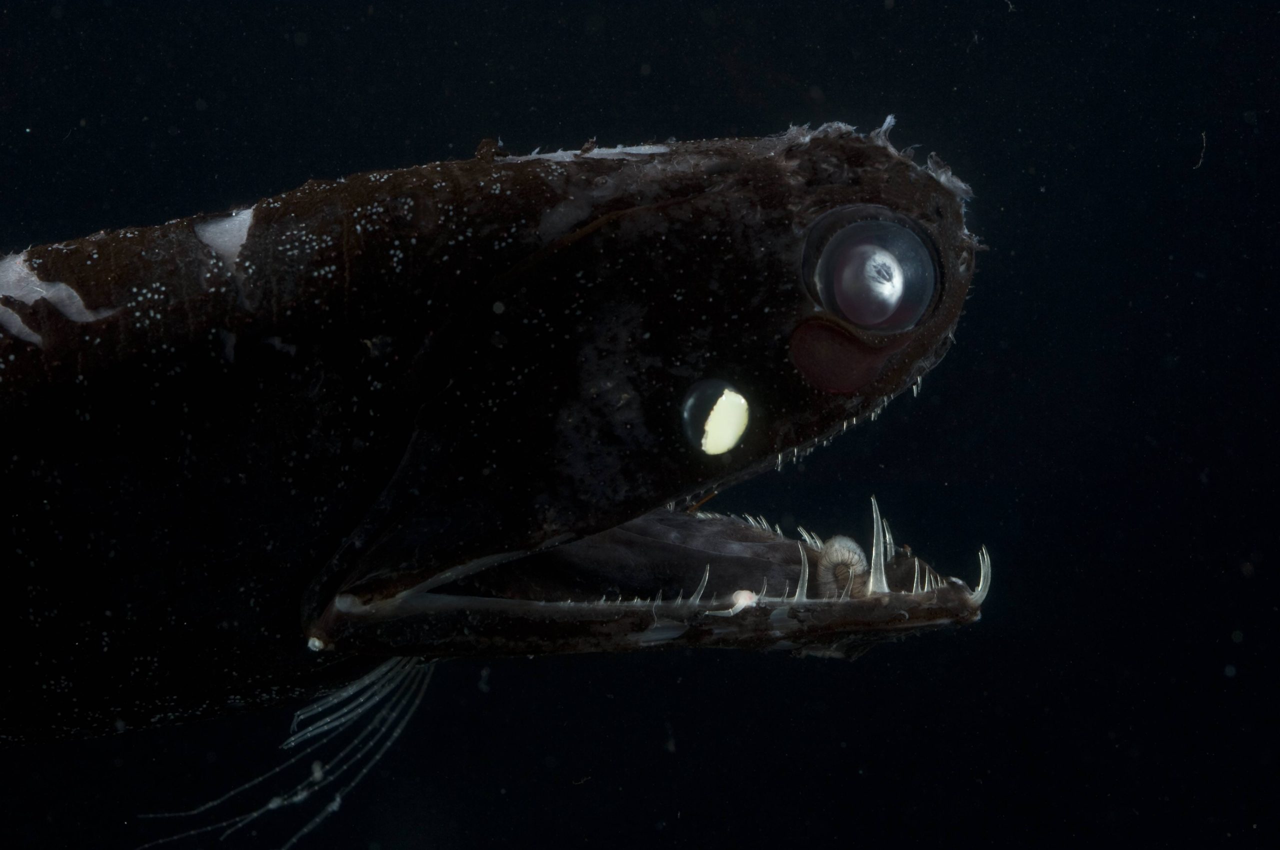 Schwarzer Drachenfisch