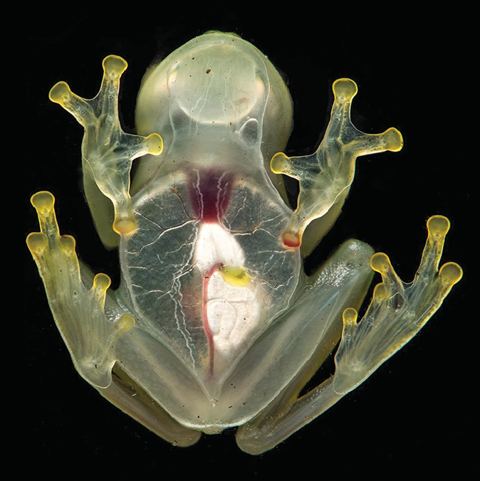 Une grenouille de verre