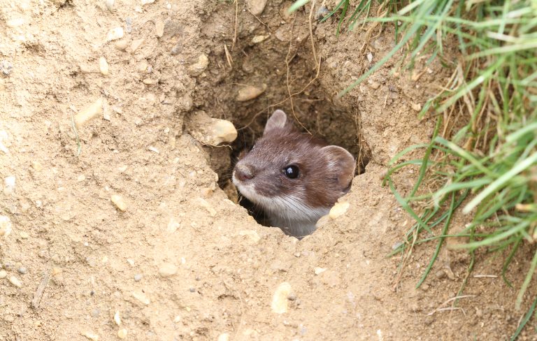 Une hermine cachée dans son trou.