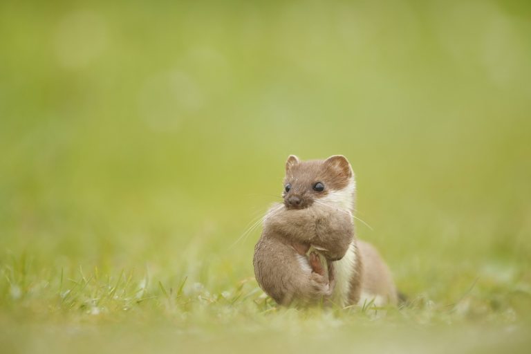 Une hermine portant son petit
