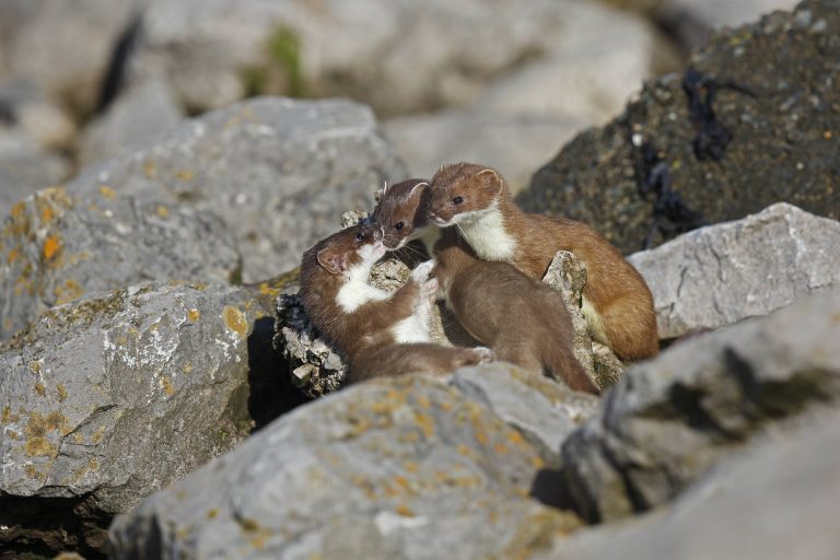 Une hermine et ses petits