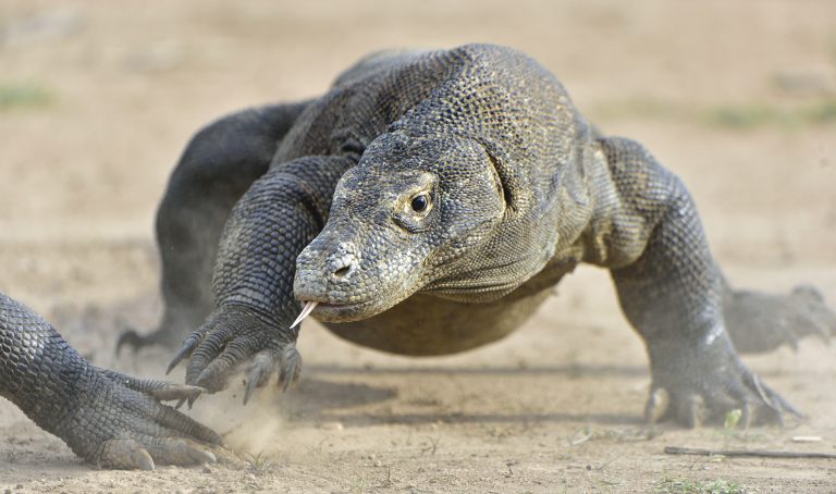 Un dragon de Komodo, ou varan de Komodo