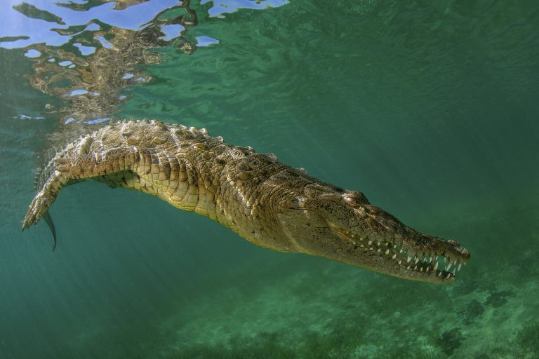 Un crocodile