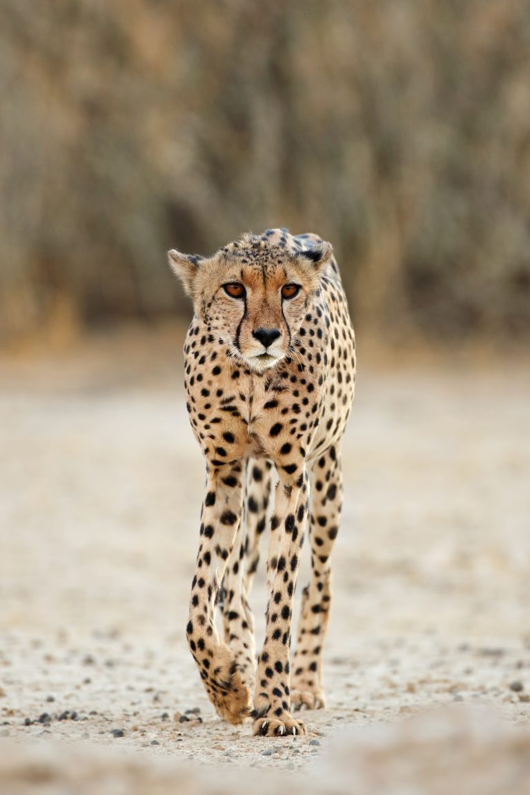Gepard