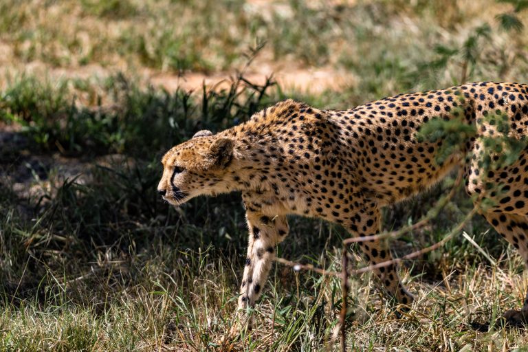 Gepard