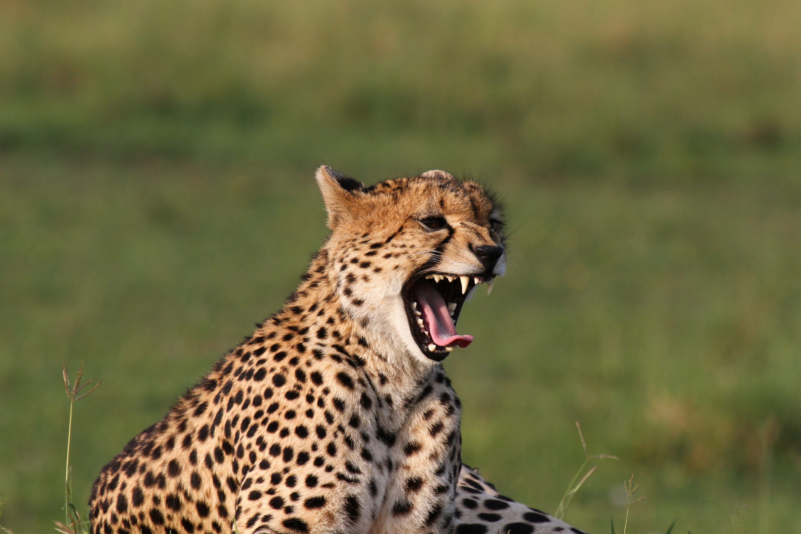 Gähnender Gepard